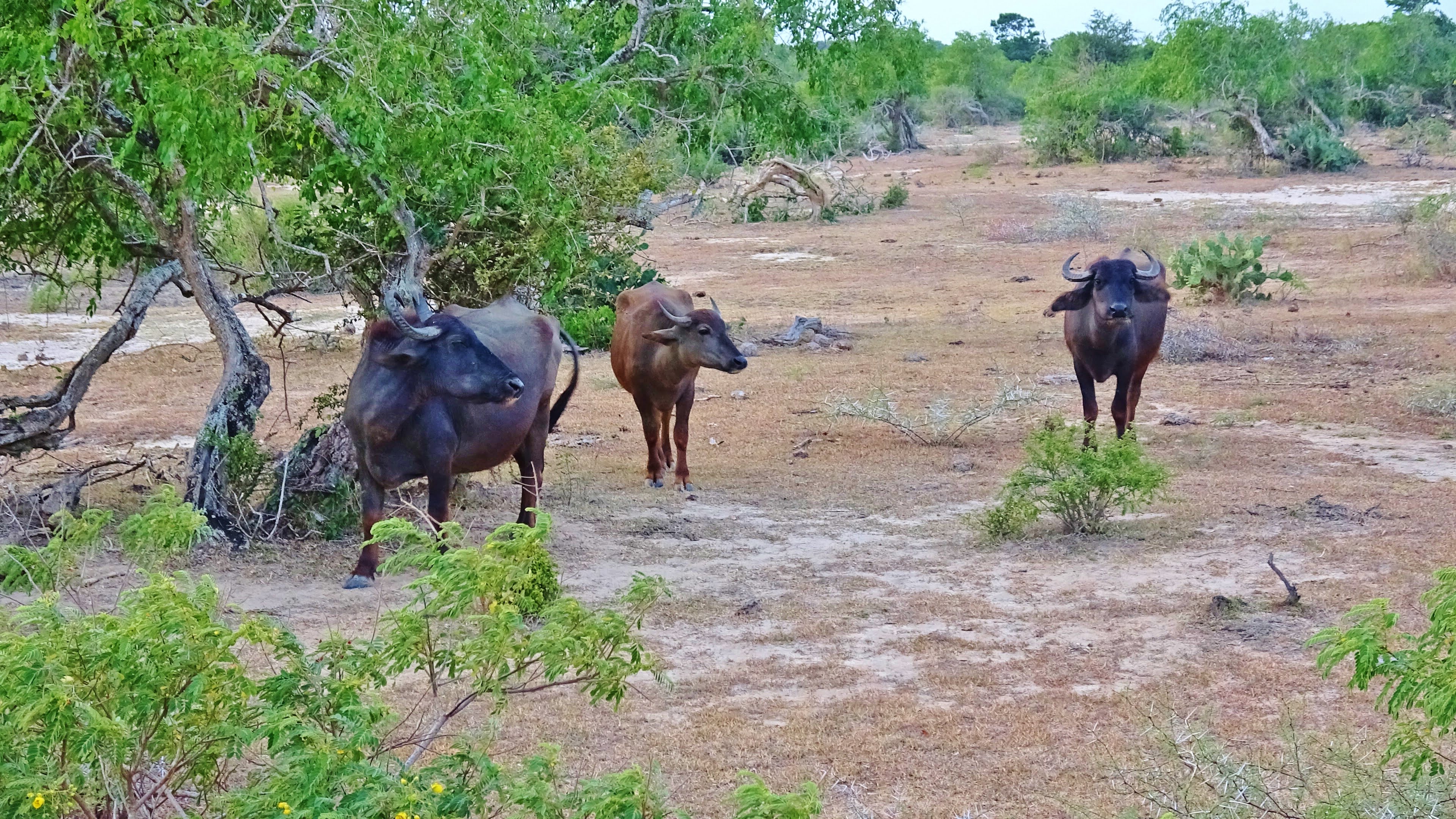 1 journée au safari de Yala 4