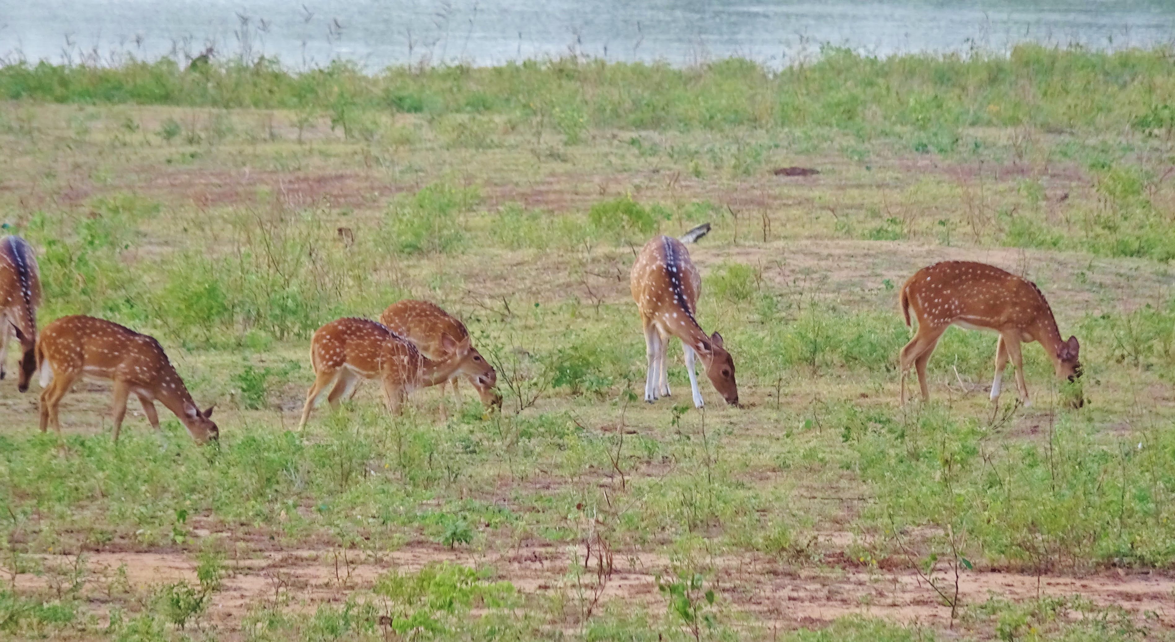 1 journée au safari de Yala 8