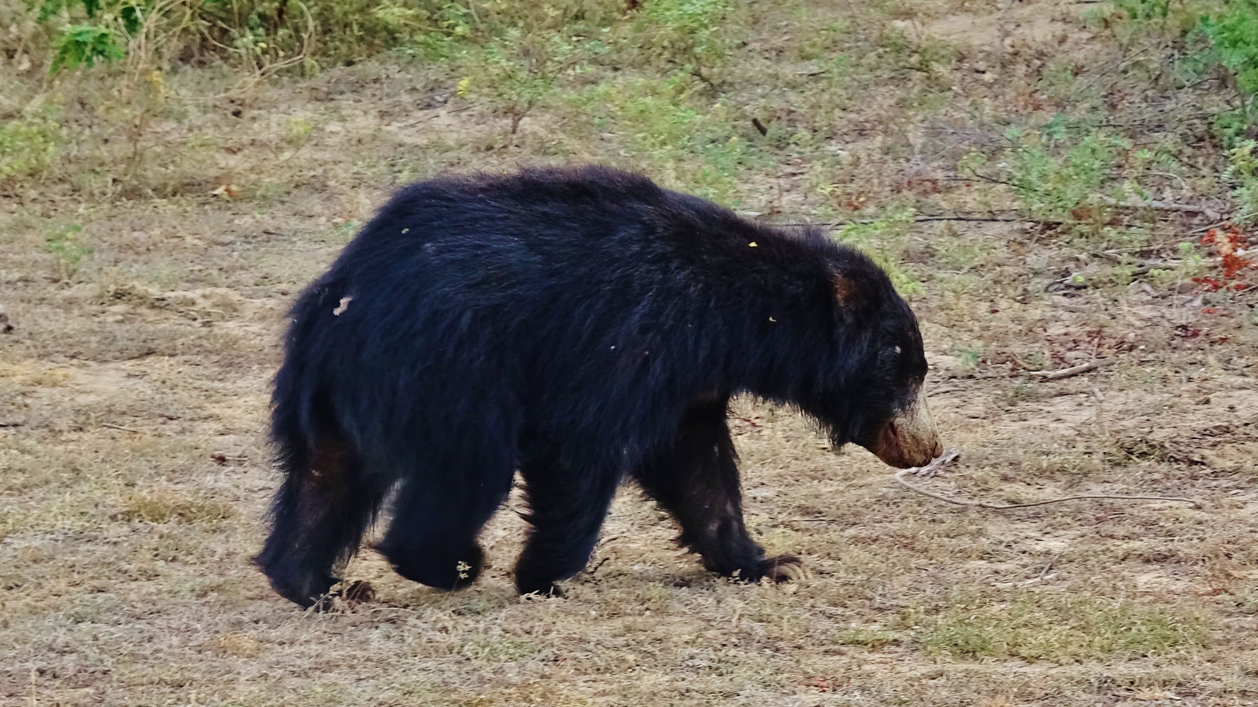 1 journée au safari de Yala 12