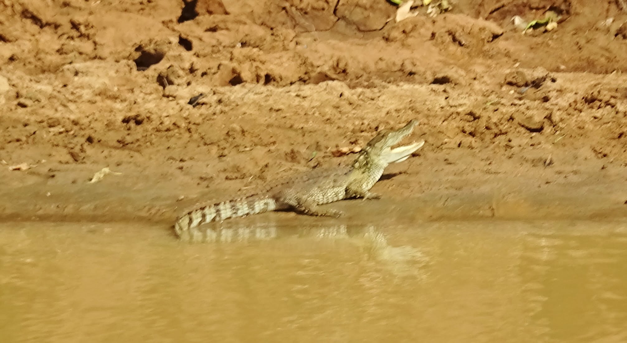 1 journée au safari de Yala 16