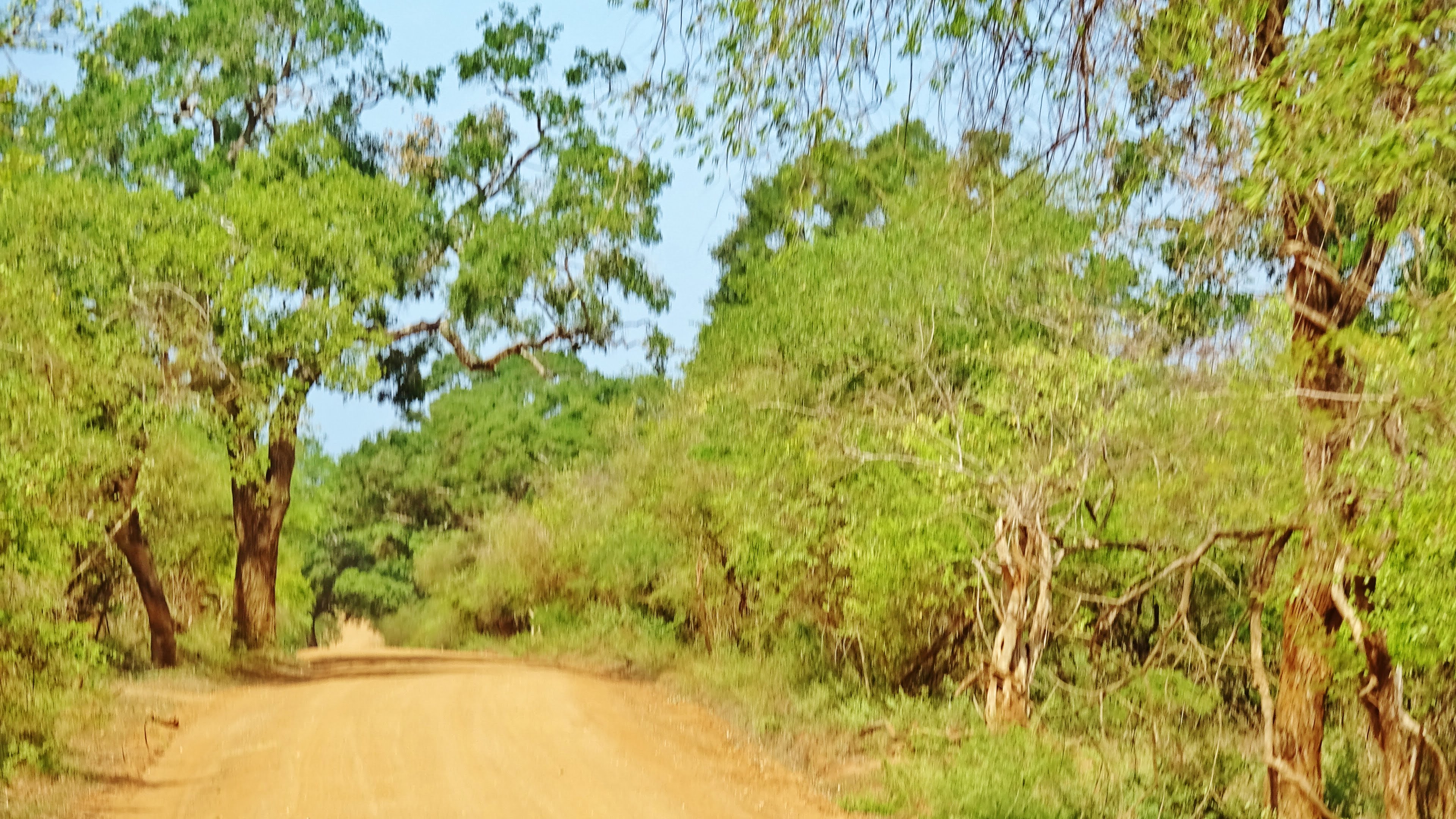 1 journée au safari de Yala 15