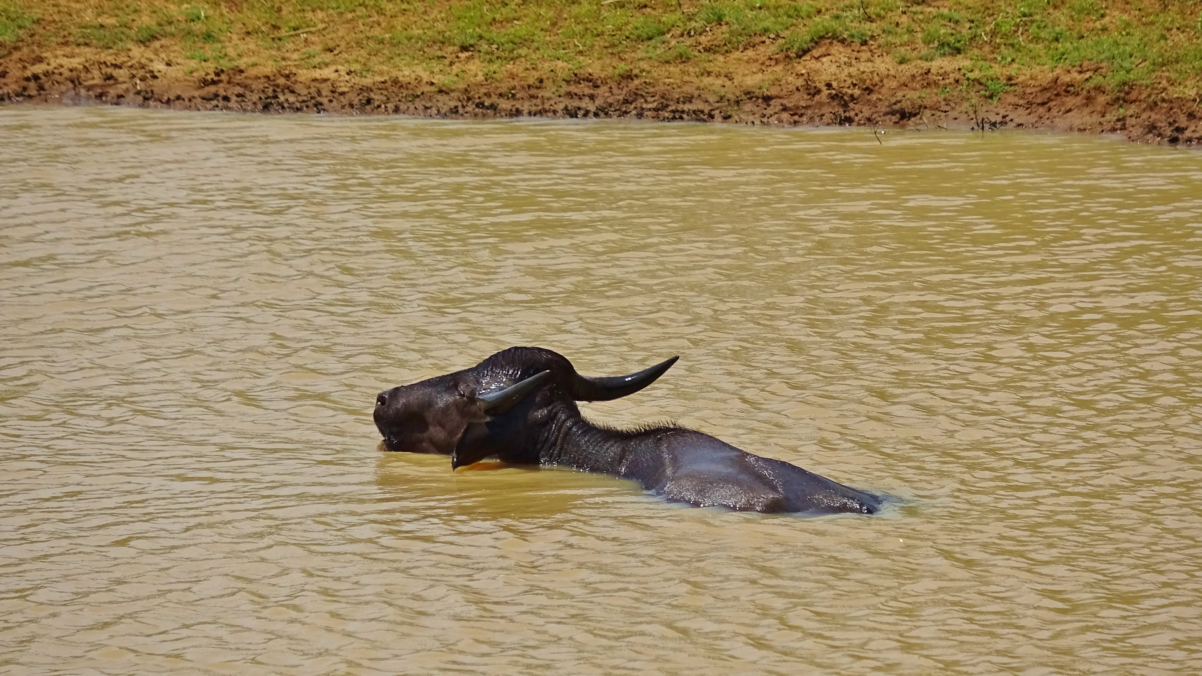 1 journée au safari de Yala 6