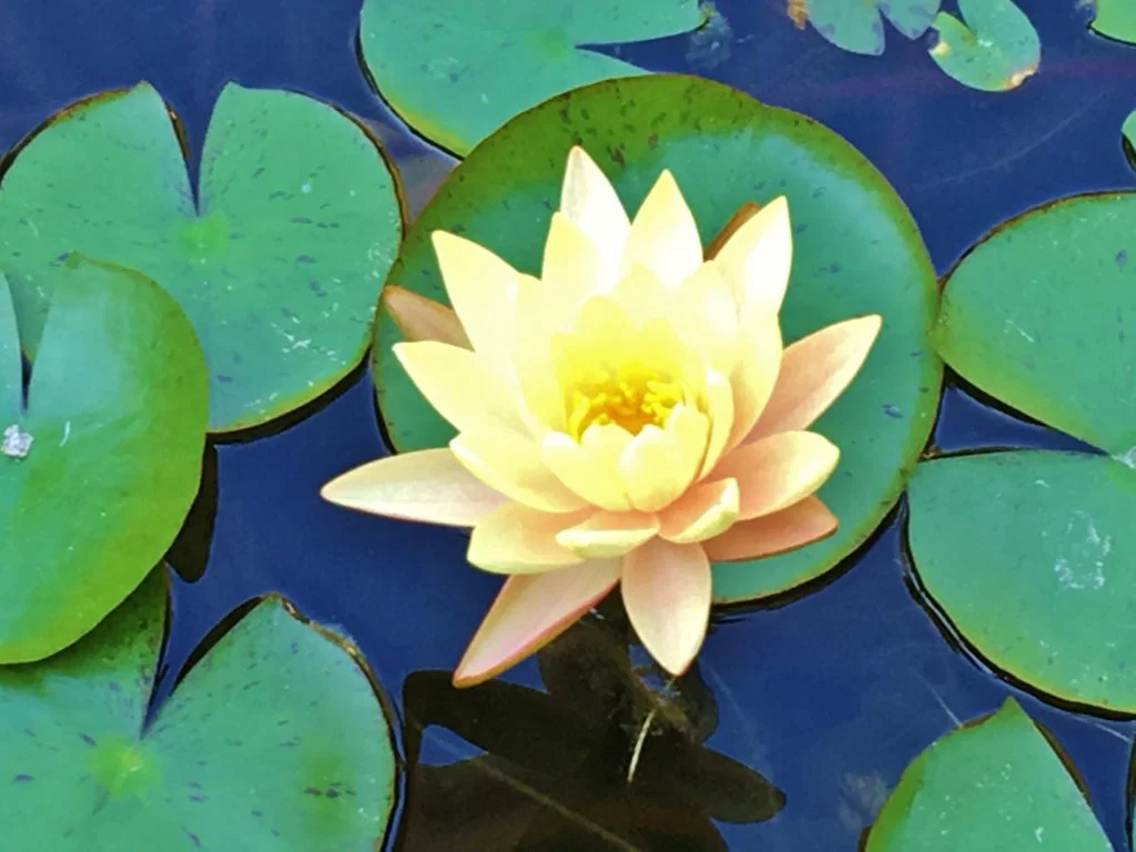 Menton - Dreams World - Blog voyage