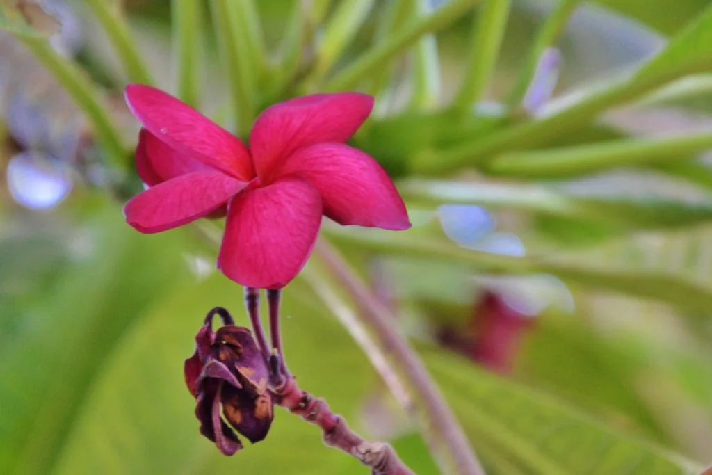 Egypte - Croisière sur le Nil - Dreams World - Blog voyage