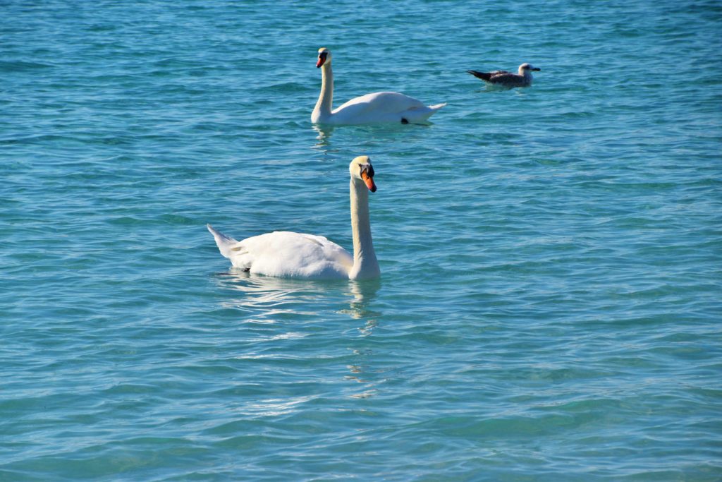 La Croisette à Cannes : Toute une histoire - Dreams World - Blog voyage