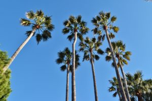 La Croisette à Cannes : Toute une histoire - Dreams World - Blog voyage