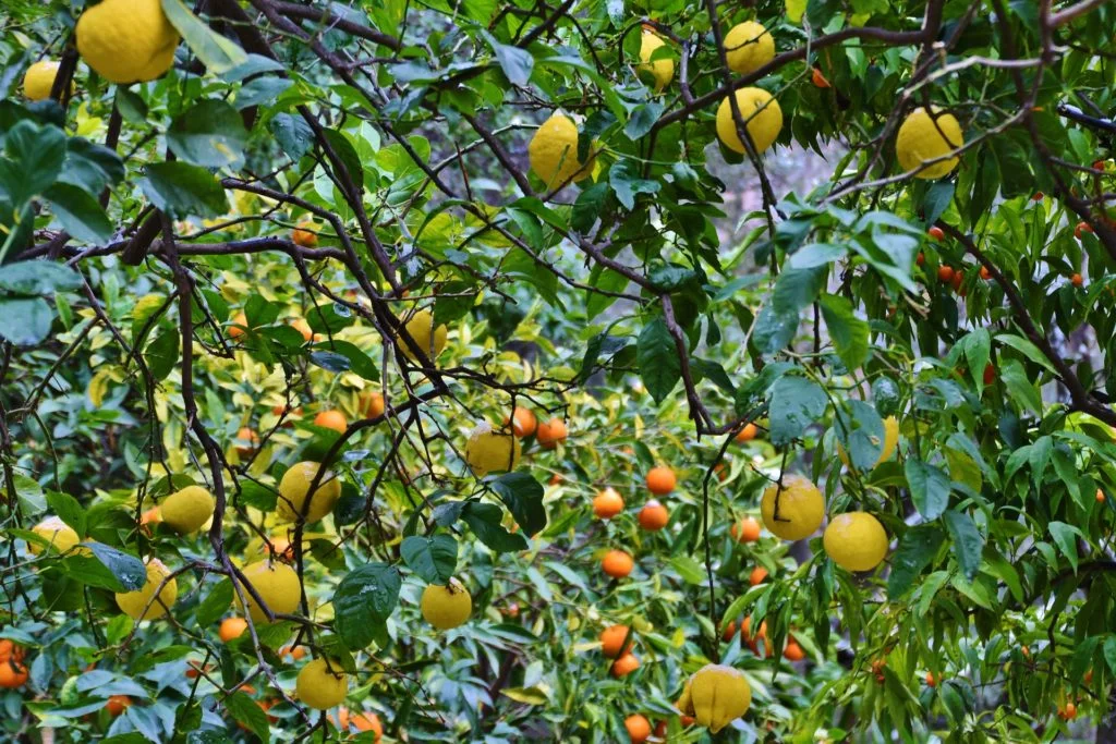 La fête du citron à Menton - Dreams World - Blog Voyage La fête du citron à Menton - Dreams World - Blog Voyage