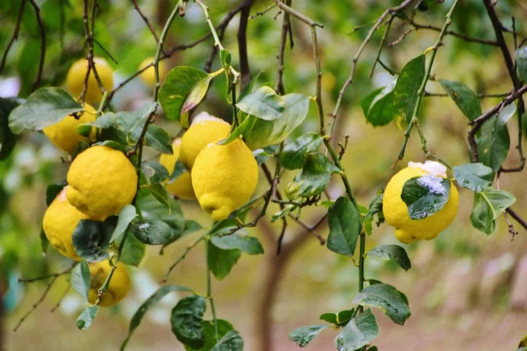 La fête du citron à Menton - Dreams World - Blog Voyage La fête du citron à Menton - Dreams World - Blog Voyage