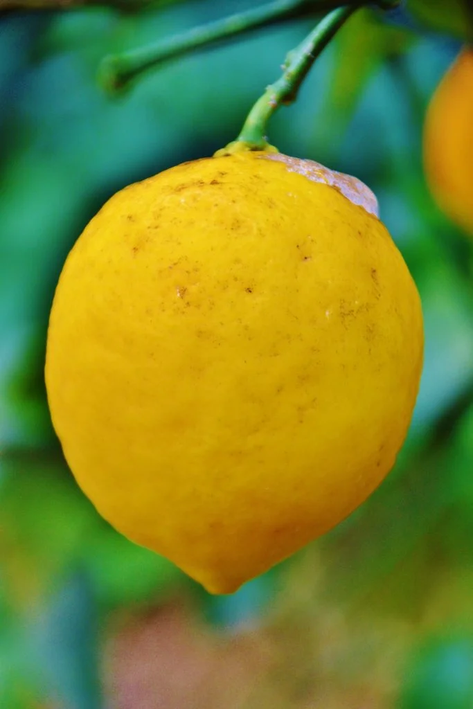 La fête du citron à Menton - Dreams World - Blog Voyage La fête du citron à Menton - Dreams World - Blog Voyage