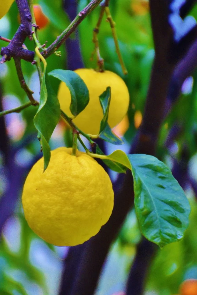 La fête du citron à Menton - Dreams World - Blog Voyage