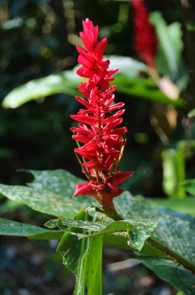 Mexique - Palenque - Dreams World - Blog voyage