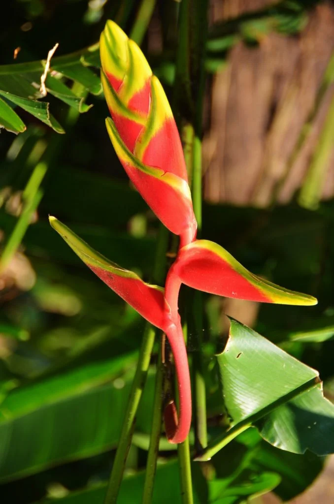 Mexique - Palenque - Dreams World - Blog voyage