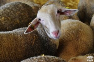 1 semaine en aveyron 1 journée à roquefort brebis