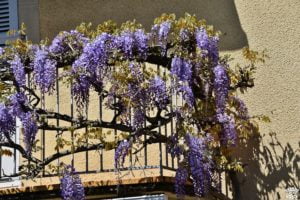 1 semaine en aveyron estaing glycines