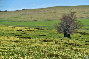 1 semaine en aveyron laguiole champ arbre dreams wolrd