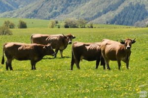 1 semaine en aveyron laguiole vache aubrac dreams world