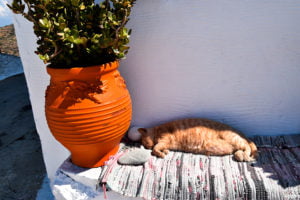 Amorgos chora cyclade grece pot fleur chat