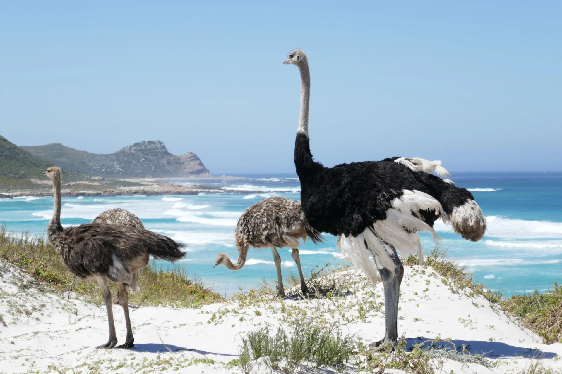 Afrique du Sud 50 voyages de reves dreams world Afrique du Sud 50 voyages de reves dreams world