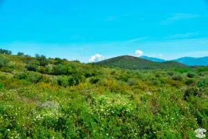 Visiter le désert des Agriates en 1 journée dreams world