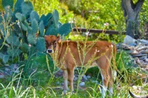 Visiter le désert des Agriates en 1 journée dreams world