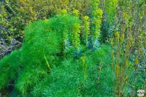 Visiter le désert des Agriates en 1 journée dreams world