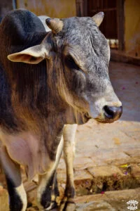 2 semaines en Inde la circulation dremas world