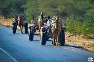 2 semaines en Inde la circulation dremas world