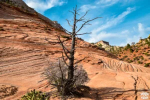 Visiter Zion National Park en 1 journée dremas world Visiter Zion National Park en 1 journée dremas world