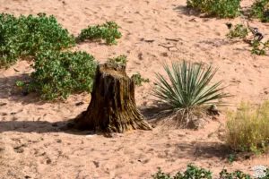 Visiter Zion National Park en 1 journée dremas world
