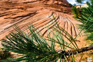 Visiter Zion National Park en 1 journée dremas world Visiter Zion National Park en 1 journée dremas world