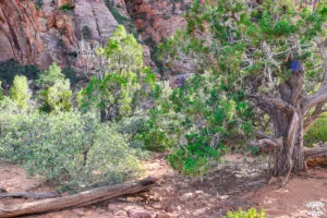 Visiter Zion National Park en 1 journée dremas world Visiter Zion National Park en 1 journée dremas world