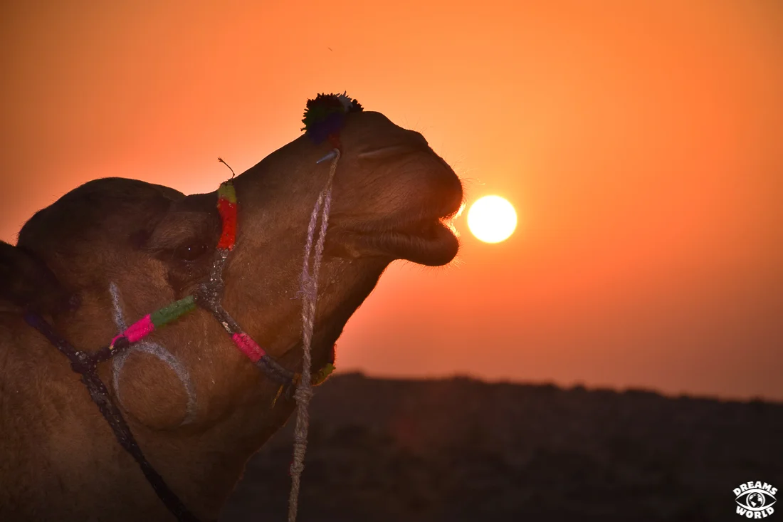 2 semaines en Inde du Nord désert du thar