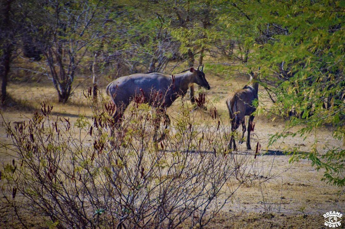 2 semaines en Inde du Nord gazelle