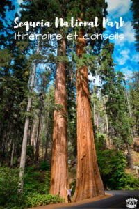 Visiter sequoia national park en 1 jour