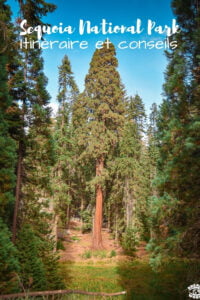 Visiter sequoia national park en 1 jour