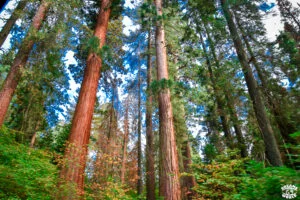 Visiter Sequoia National Park en 1 jour