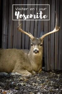 Visiter Yosemite en 1 jour