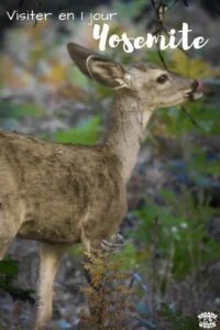 Visiter Yosemite en 1 jour