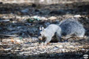 Visiter Yosemite en 1 jour