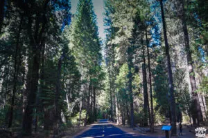 Visiter Yosemite en 1 jour