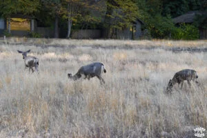 Visiter Yosemite en 1 jour