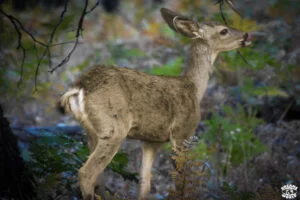Visiter Yosemite en 1 jour