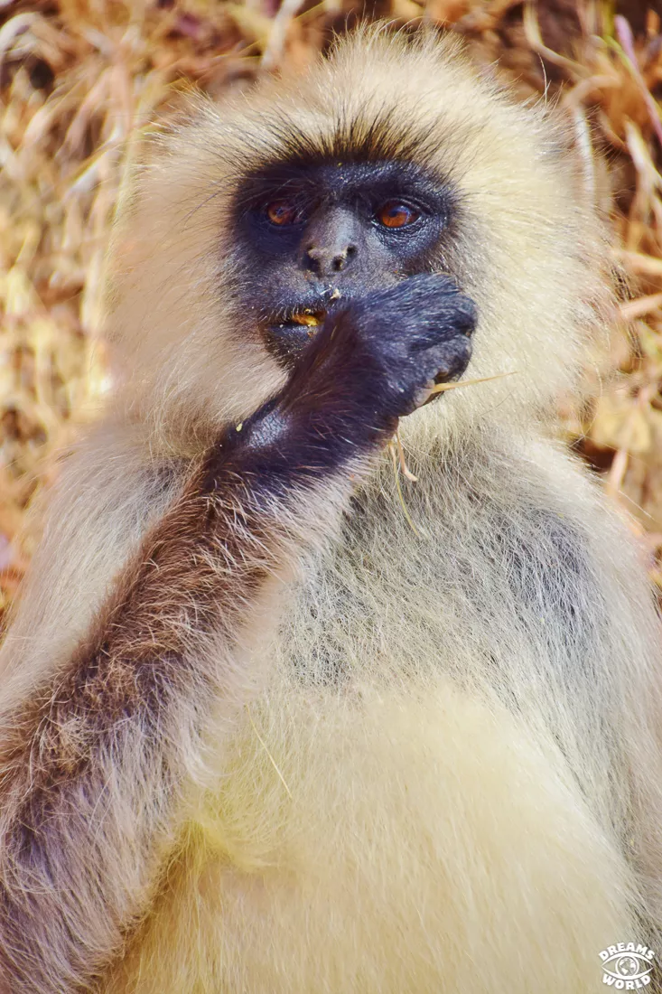 singe temple de Adinath de Ranakpu inde