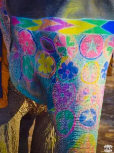 Jaipur elephant maquillé fort amber