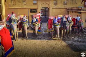 Jaipur elephants fort amber