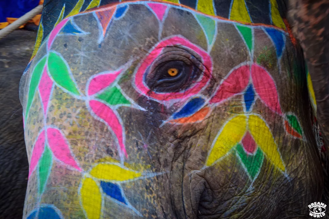 Jaipur portrait elephant fort amber
