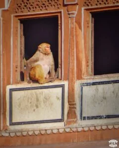 Jaipur singe