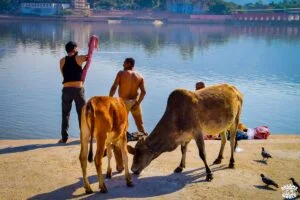 pushkar pelerin vache