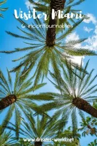Visiter Miami 6 incontournables palmier