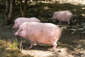 ecozootopia ardeche buissonniere cochon